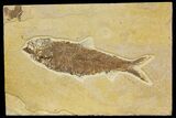 Detailed Fossil Fish (Knightia) - Wyoming #136810-1